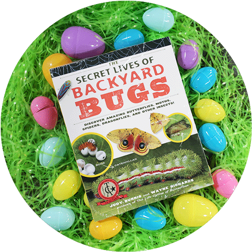 The book Secret Life of Backyard Bugs book, surrounded by green easter grass and colorful easter eggs.